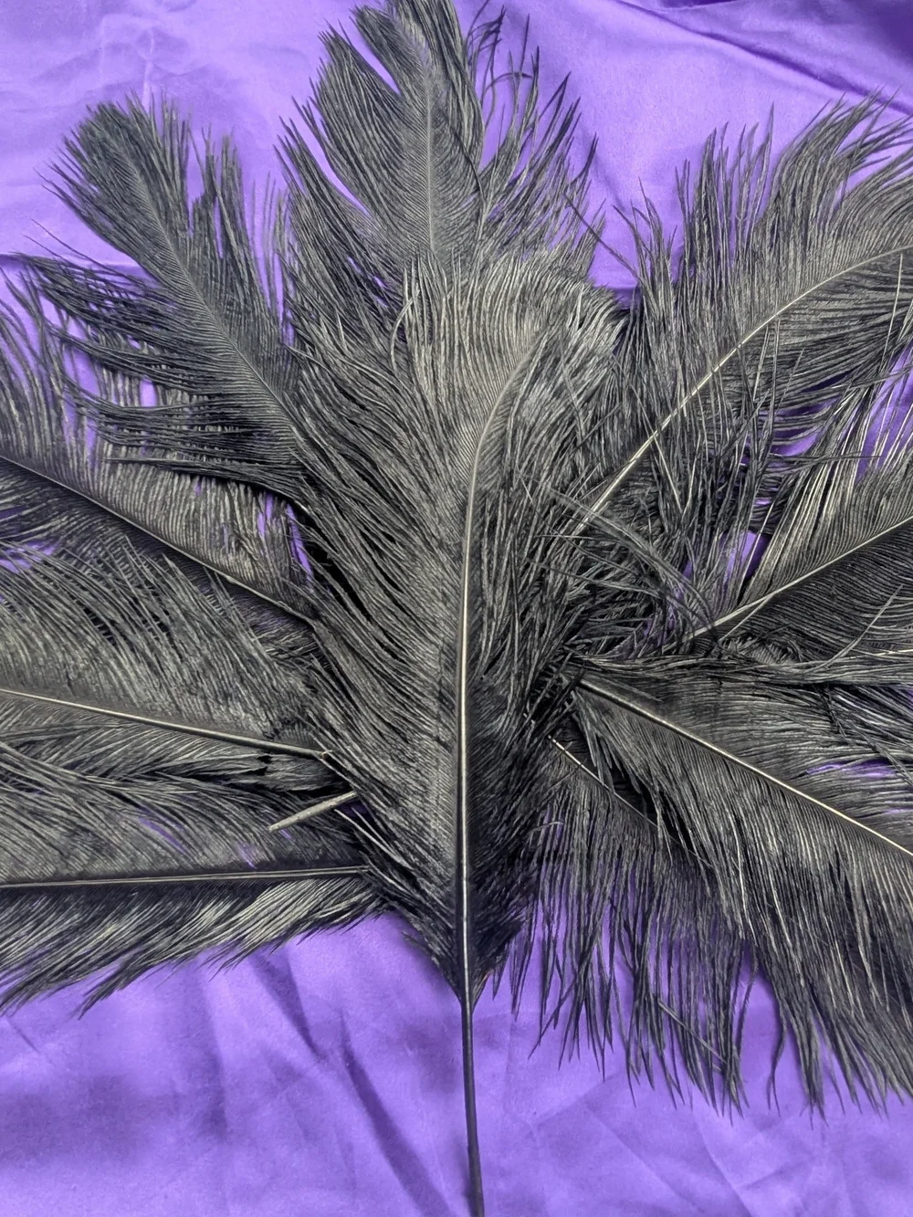 1 Dozen Decorative Black Ostrich Feathers-14 To 16 Inch Plumes